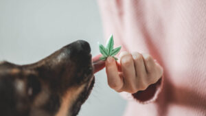 Dog eating cbd edible from a persons hand