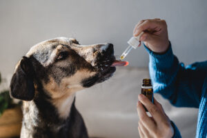 Cannabis For Pets: CBD Pet Products