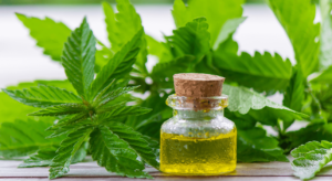 The Ultimate Guide to Choosing the Best Cannabis Oil for You