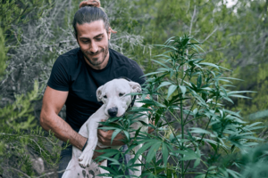The Surprising Benefits of Cannabis for Dogs